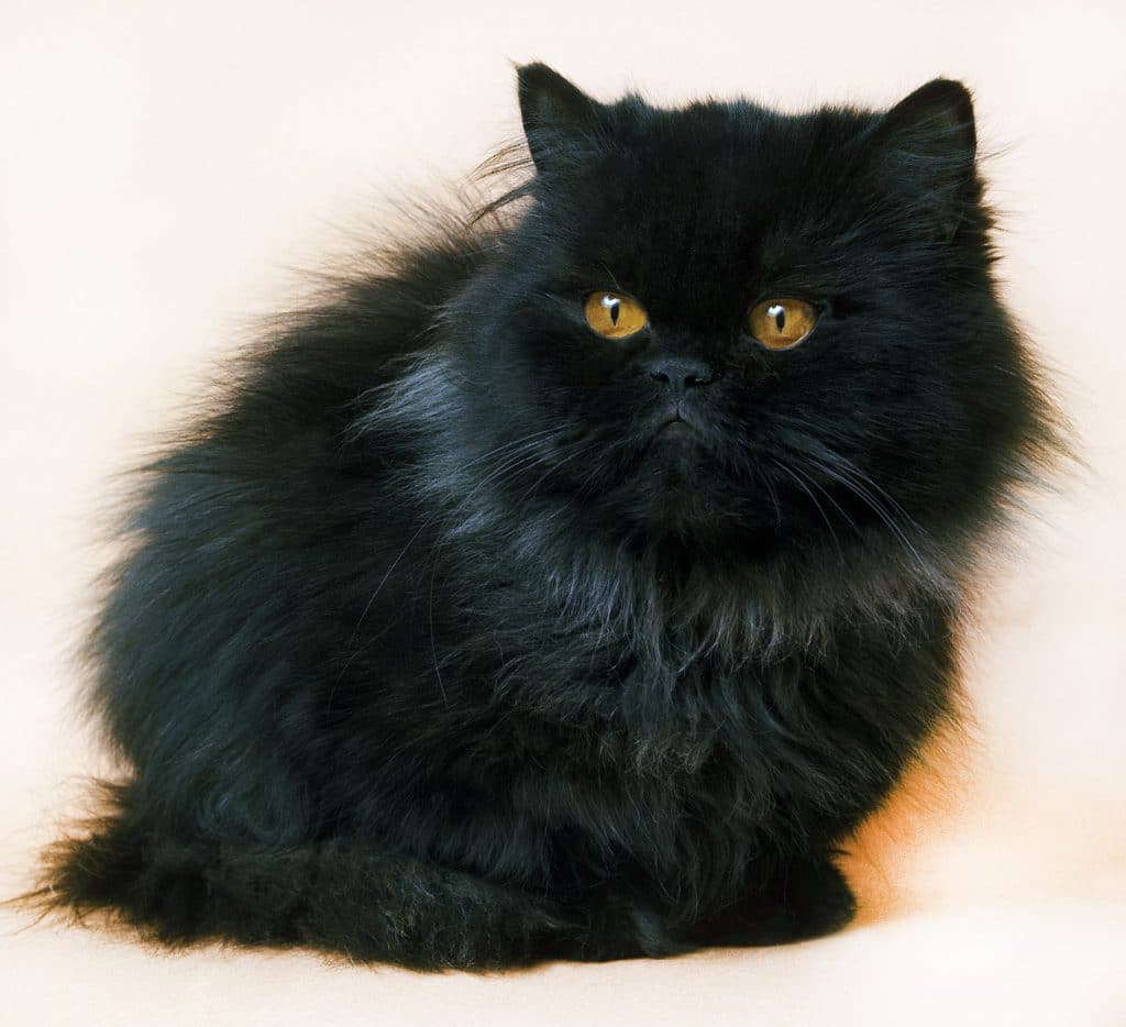 A pretty black Persian cat