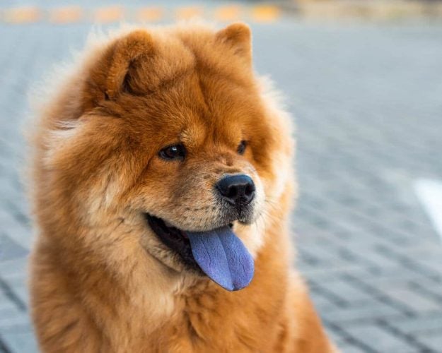 Chow Chow by water with black tongue