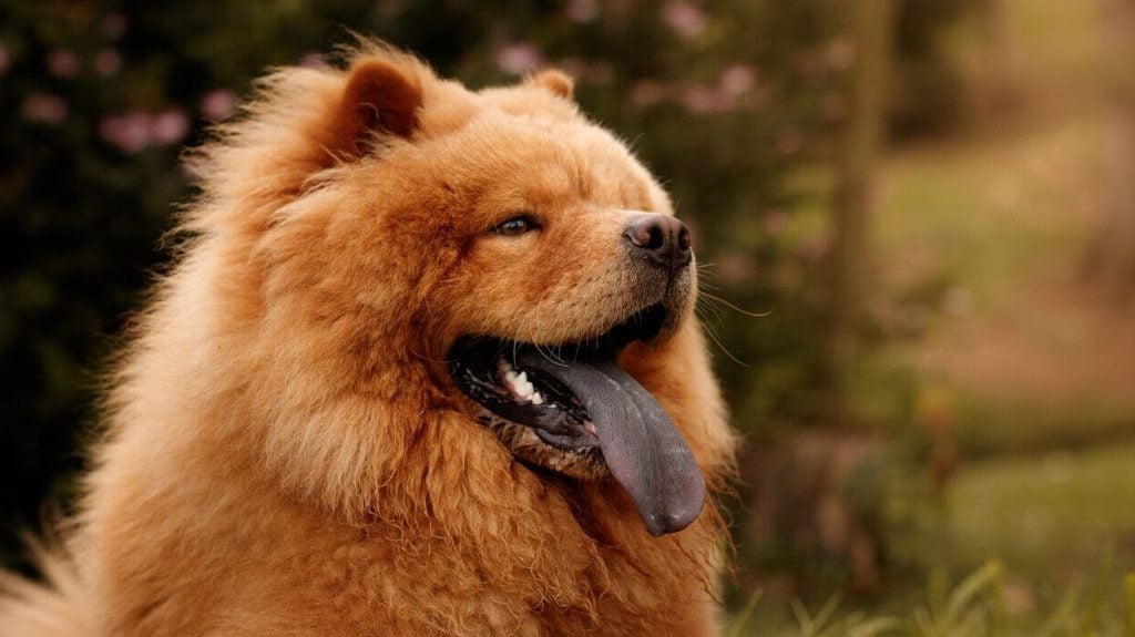 Chow Chow outside with black tongue hanging out of mouth
