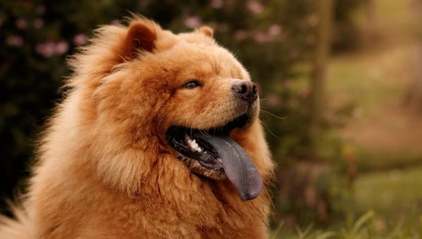 Chow Chow outside with black tongue hanging out of mouth