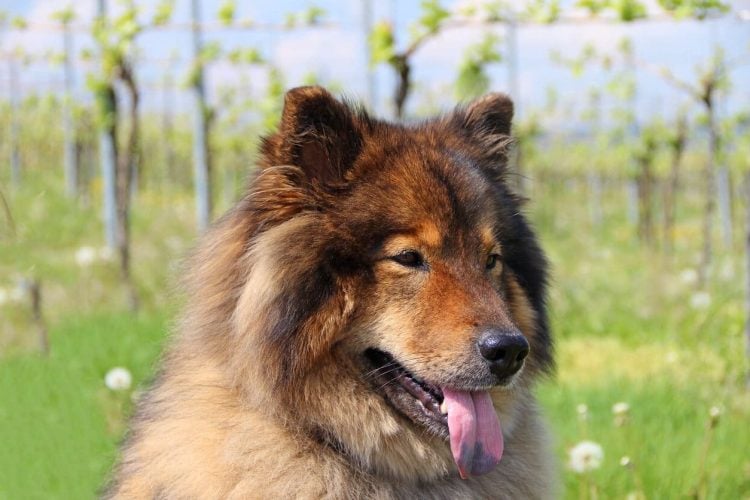 Eurasier dog with black spotted tongue outside in field