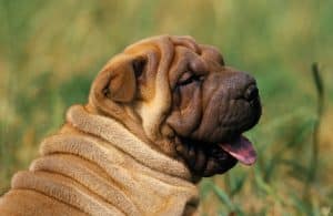 Chinese Shar-Pei sitting in grass