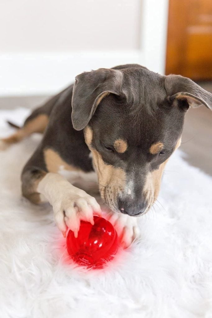 pet qwerks blinky babble dog ball that moves and talks on its own