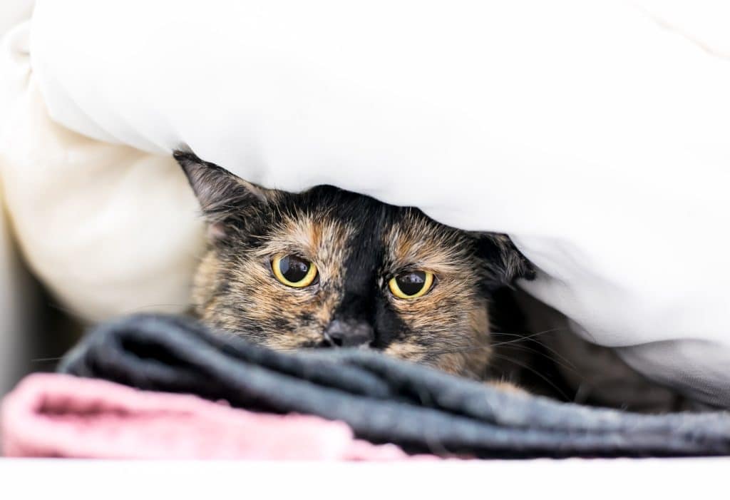 A bloated cat hiding under some covers