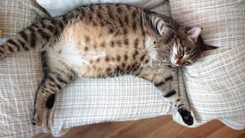 A bloated cat laying on the couch