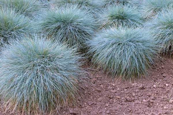 Blue fescue grass in garden