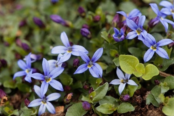 Blue star flower groundcover
