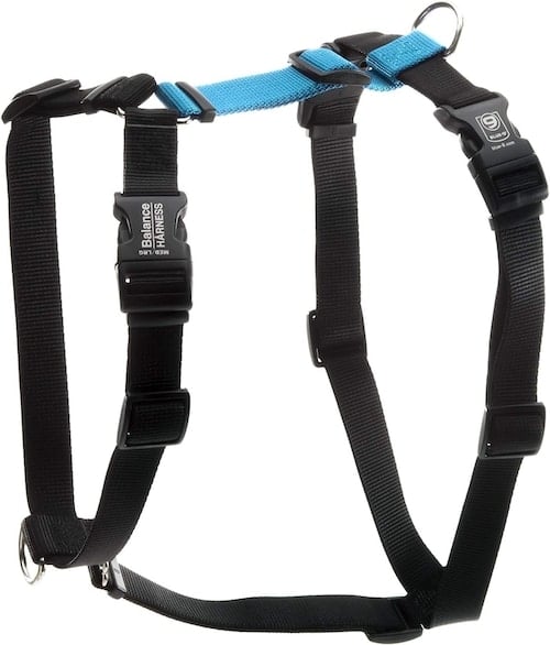 Blue-9 Balance harness for Bernese Mountain Dogs