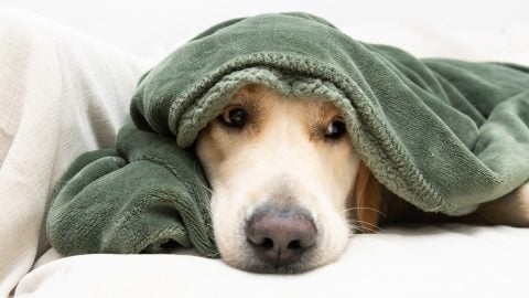Anxious golden retriever dog covered with a green blanket