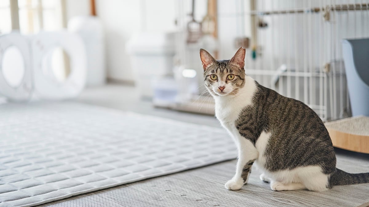 How to Make Cat Boarding Stress-Free