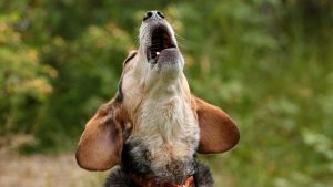 A photograph of a Beagle howling