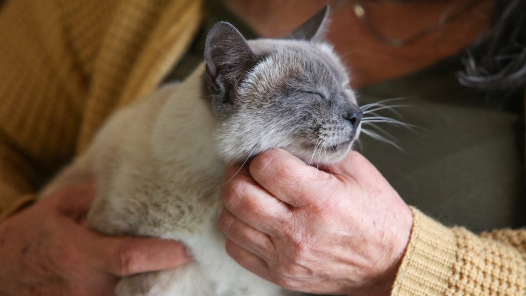 Older cat being held and petted