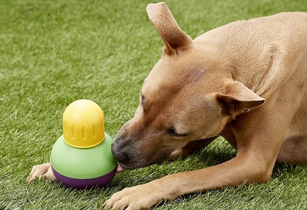 Dog plays with Bob-a-Lot puzzle toy on grass