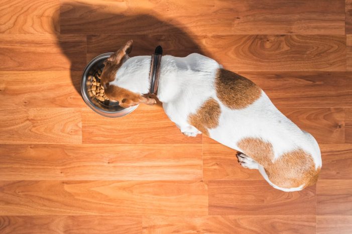 Overhead view of dog eating portioned food in bowl