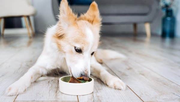 Dog eating small portion of food in kitchen