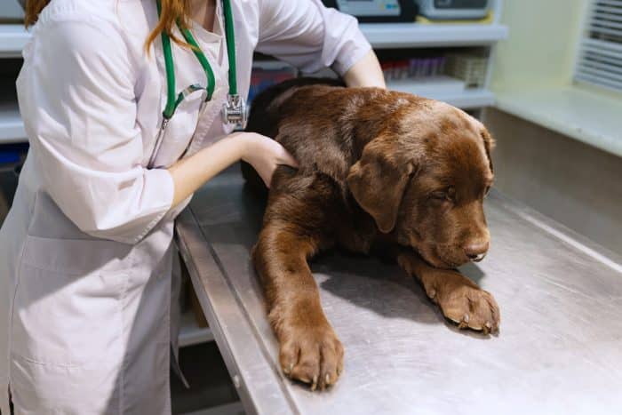 Vet checking puppy's body condition score