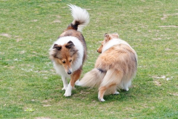 Two Shetland sheepdog sniffing each other on green grass field in sunny day.