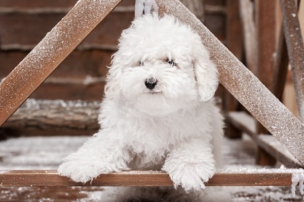 Portrait of a little white Bolognese dog on the porch