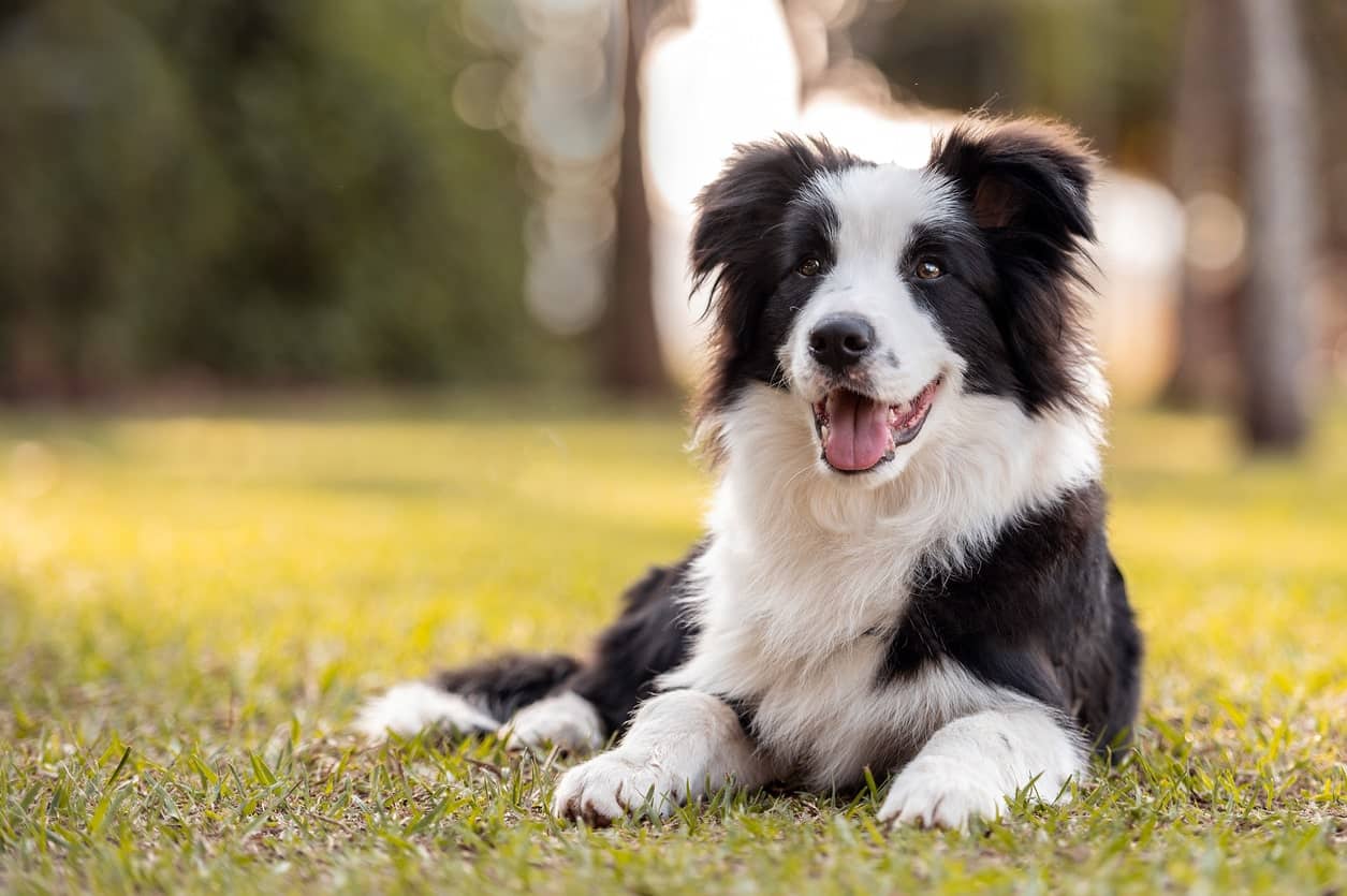 Border Collie Dog Breed - Facts and Traits