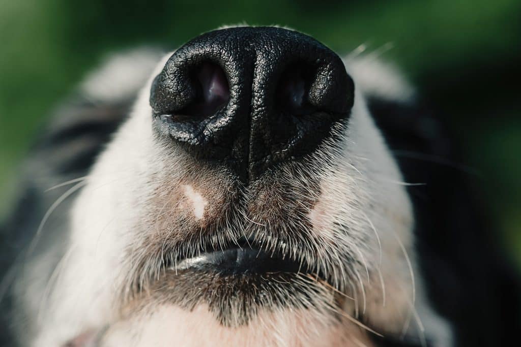 Nose of dog black border collie macro Close up of dog