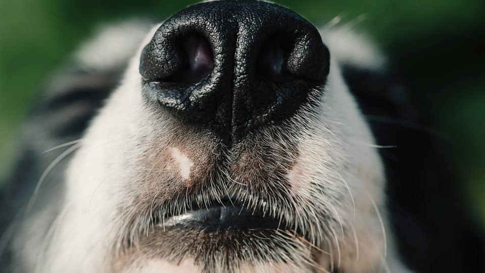 Nose of dog black border collie macro Close up of dog