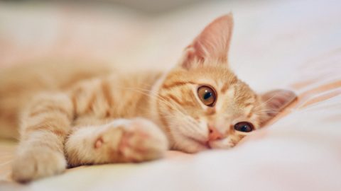 An orange bored cat lying down