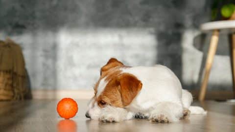 Dog lying on floor next to ball