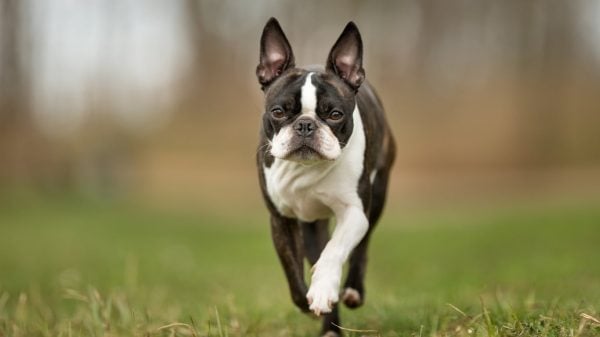 Boston Terrier running on grass