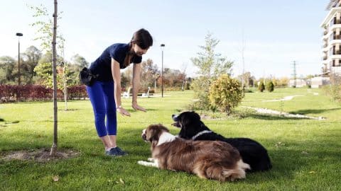 Woman trains two dogs in grassy park, asking them to lay down and stay