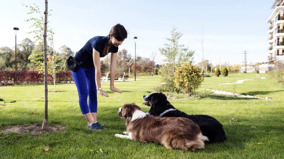 Woman trains two dogs in grassy park, asking them to lay down and stay