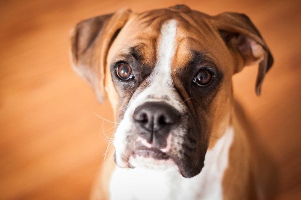 Boxer dog sitting on floor