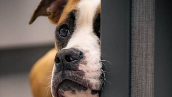 Boxer dog leans his face and muzzle against a vertical wall surface
