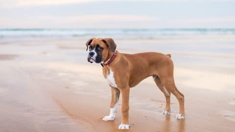 Boxer puppy standing on beach