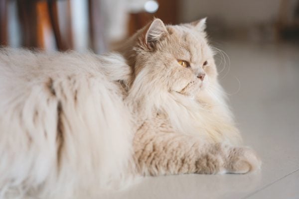 Cream-colored British Longhair relaxing