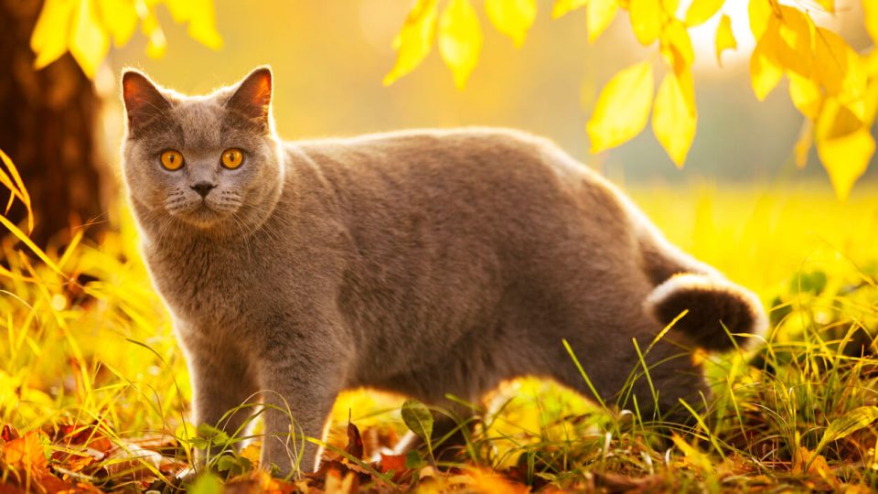 British Shorthair cat walking in autumn leaves