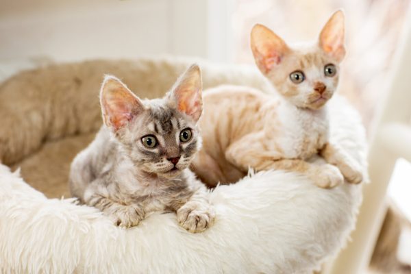 Cornish Rex kittens in cat bed
