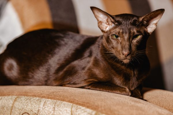 Havana cat sitting on sofa