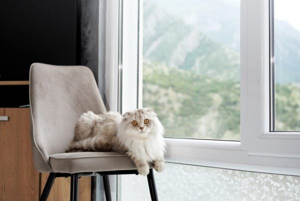 White Scottish Fold sitting on chair