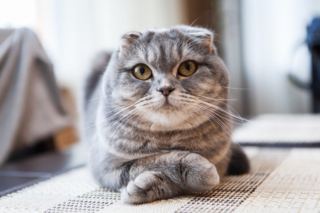 Grey scottish fold cat crossing its paws