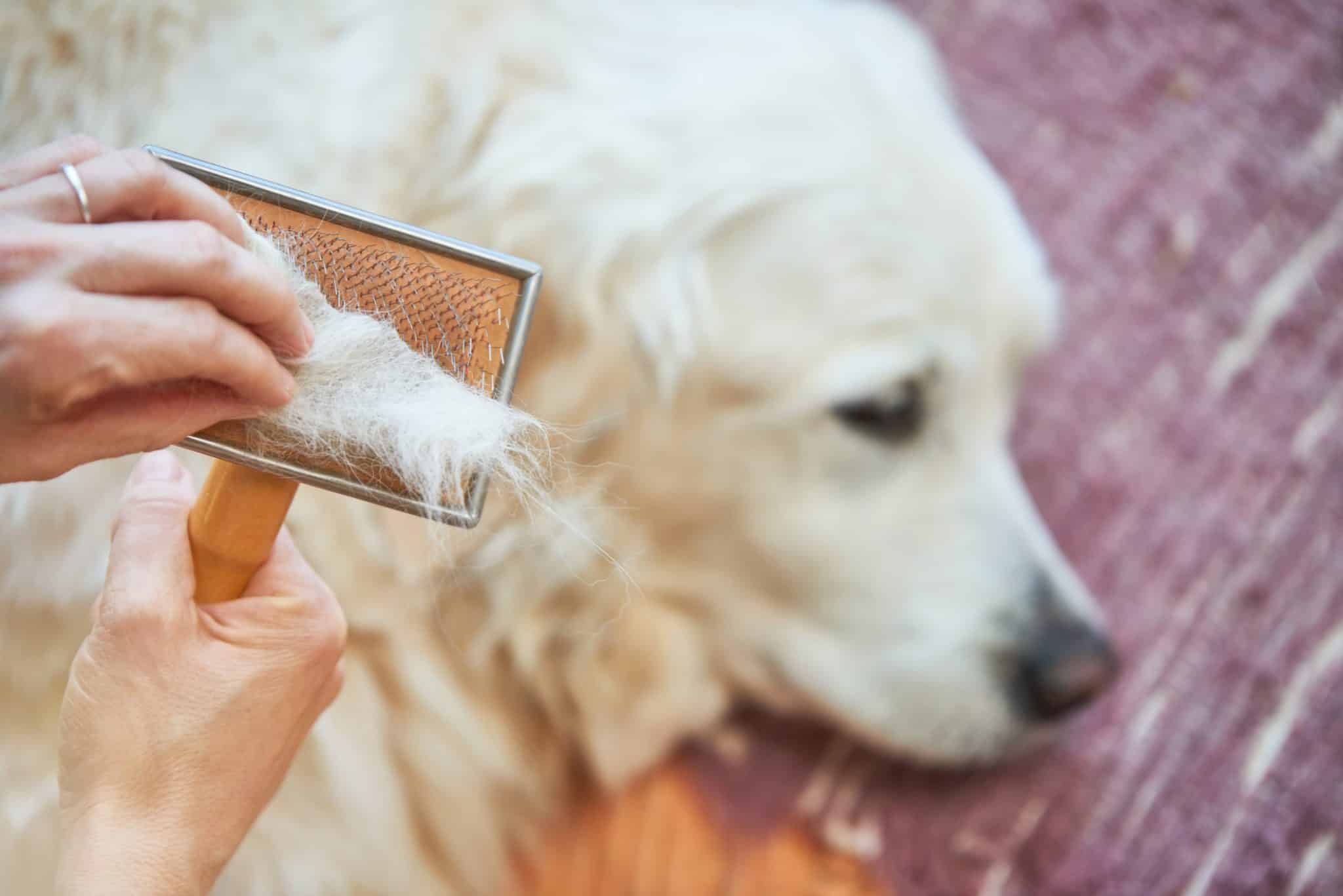 Summer Shave Does Your Dog Need It?