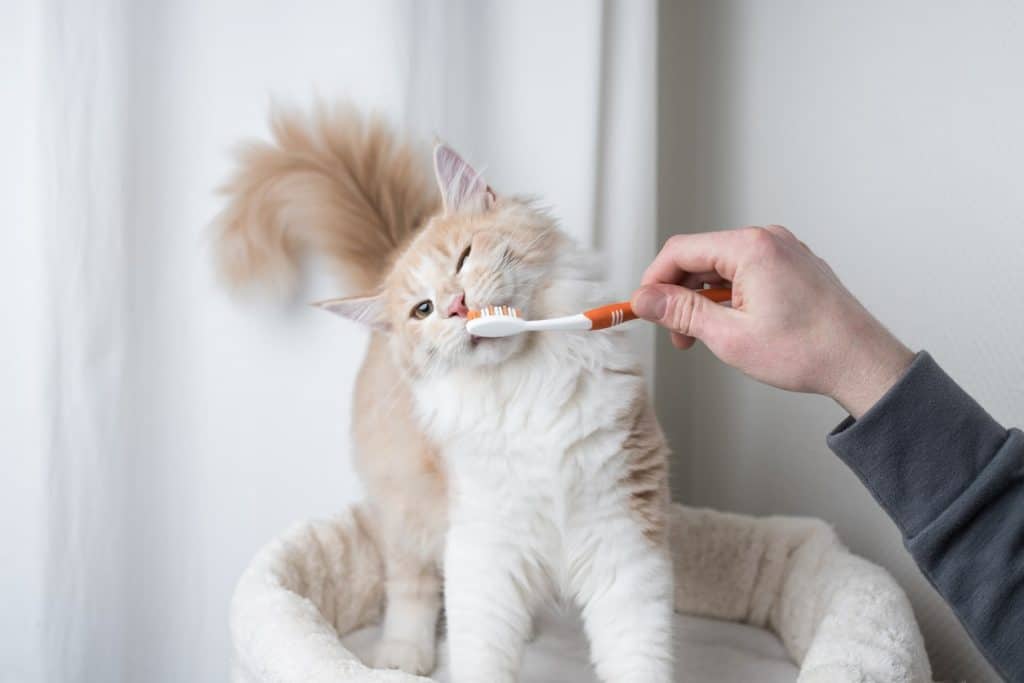 A pet parent brushing their cat's teeth