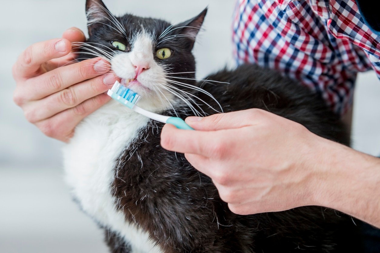 Warum knirscht meine Katze mit den Zähnen?