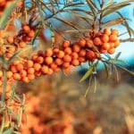 Orange buckthorn berries, which are toxic to dogs and cats