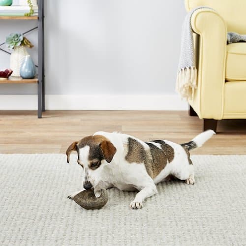 Dog laying on rug chewing on buffalo horn