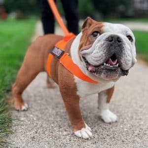 BullHug No-Choke Harness