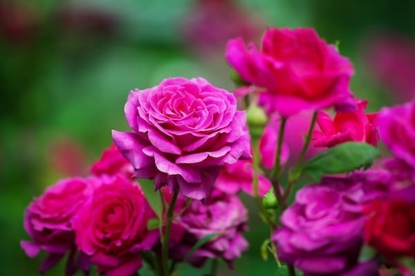 Pink roses on bush