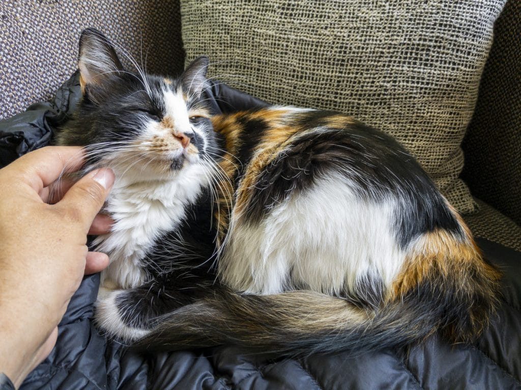 Images of happy domestic cat being petted by her owner, while she’s laying on his down jacket