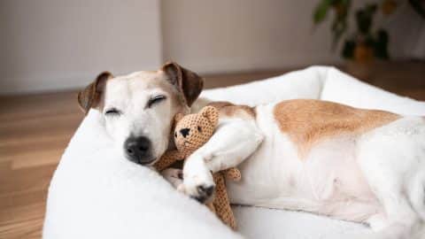 Dog sleeping with toy in dog bed