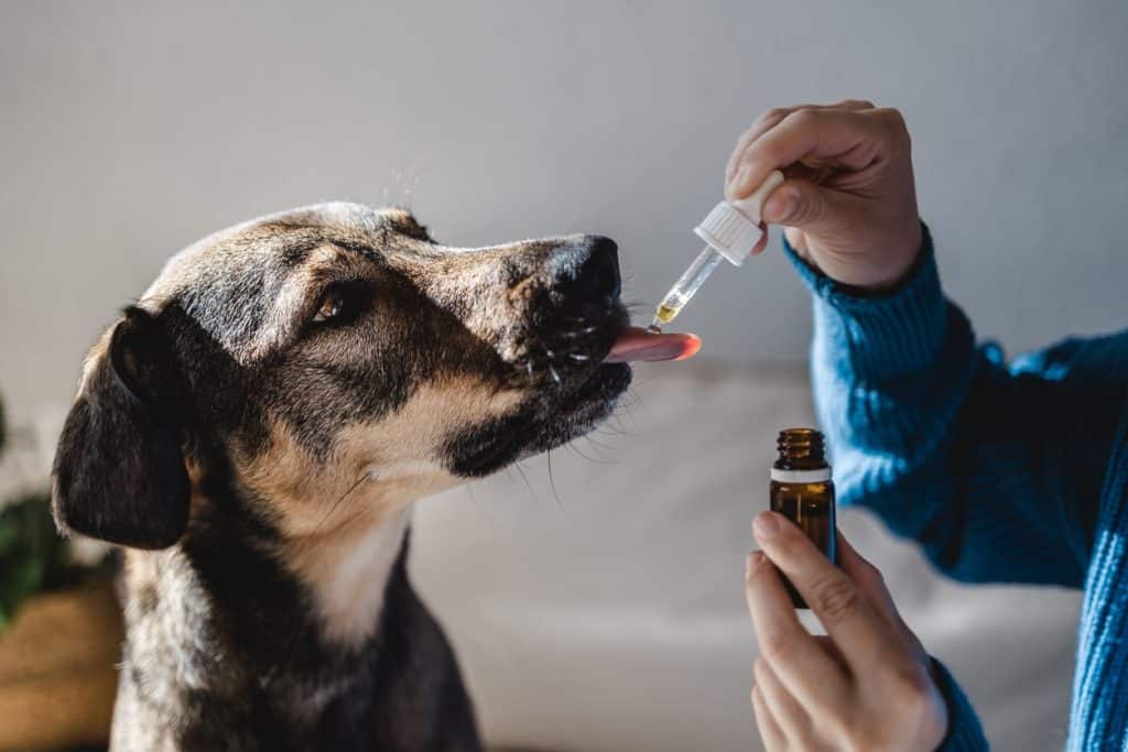 Owner giving their anxious dog hemp calming oil