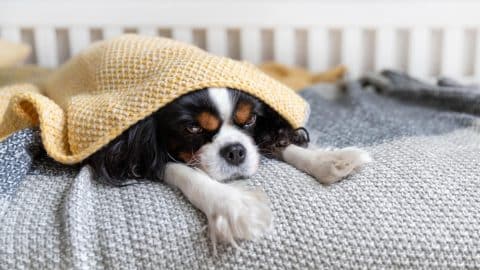 Spaniel stretched out resting under blanket